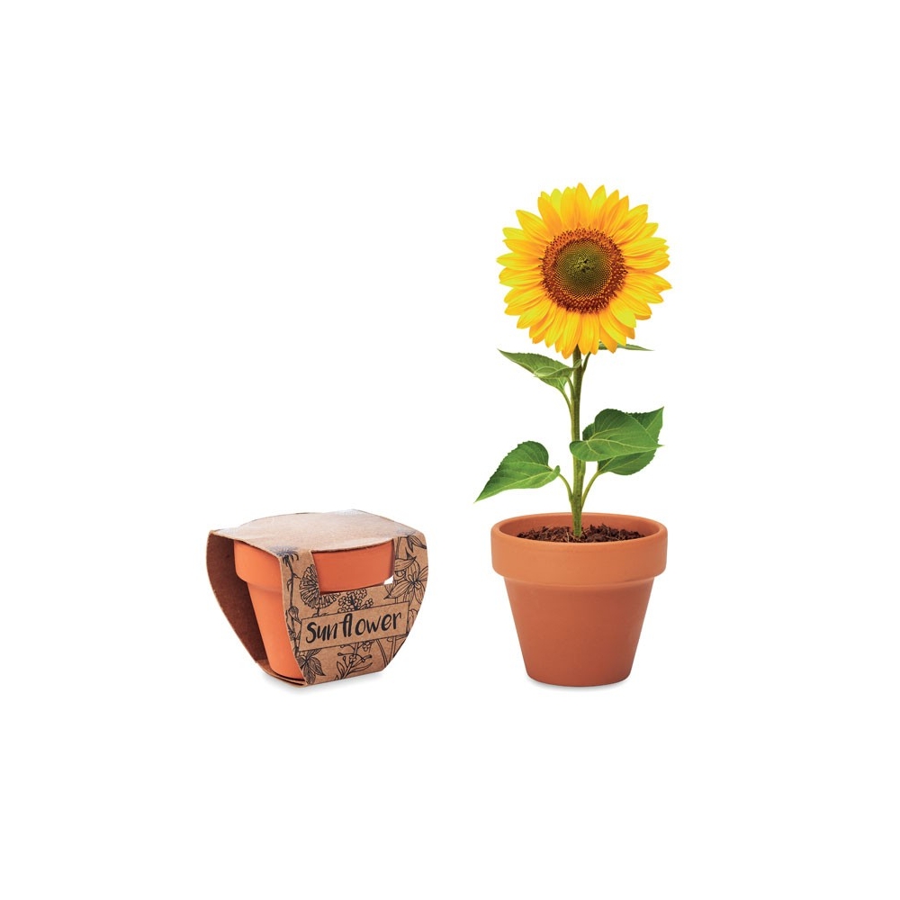 SUNFLOWER Molinis vazonėlis "Saulėgrąža"