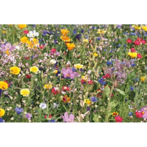 FLOMIX Presuota durpių tabletė su vasaros gėlių sėklomis