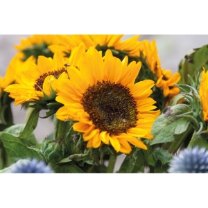 GIRASOL Saulėgrąžų sėklos vokelyje
