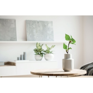 SAVAGE Užrašinė su beržo sėklomis dovanų dėžutėje